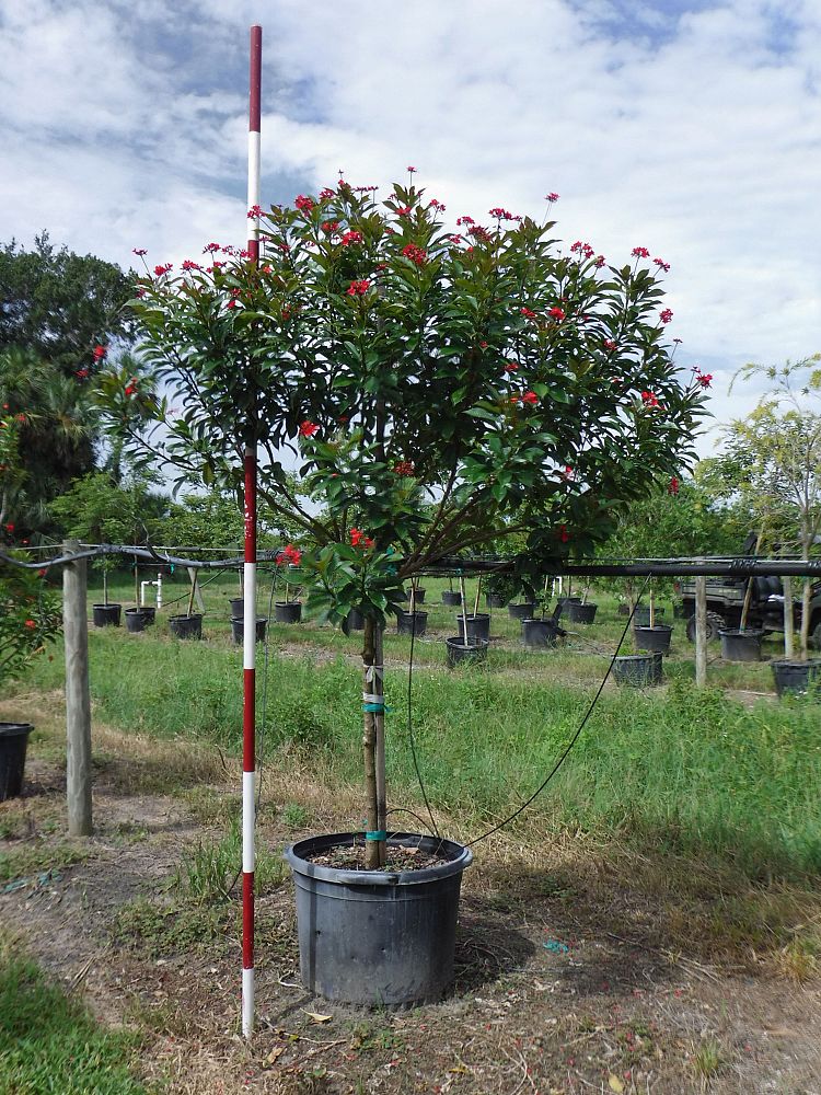 jatropha-integerrima-peregrina