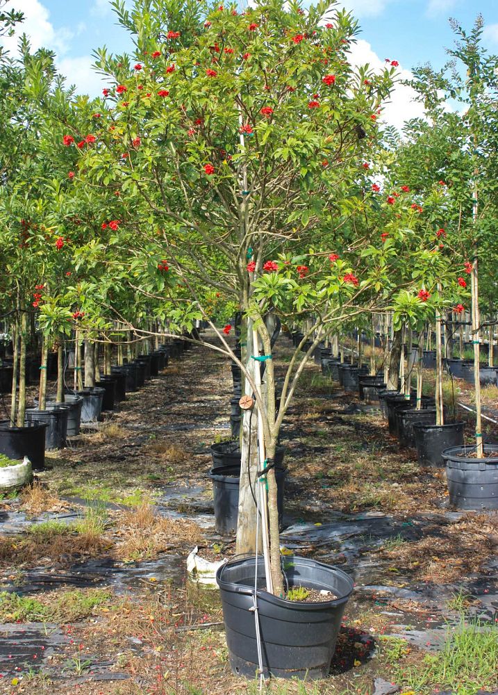 jatropha-integerrima-peregrina