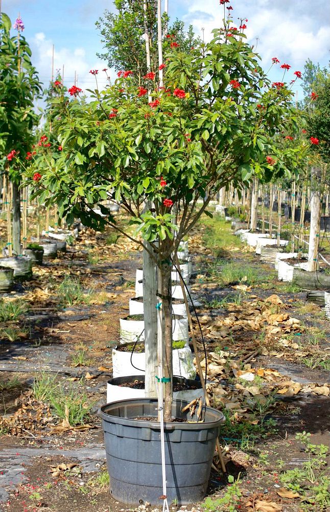 jatropha-integerrima-peregrina