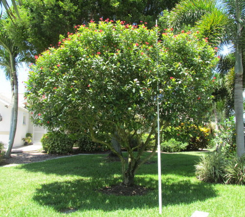 jatropha-integerrima-peregrina
