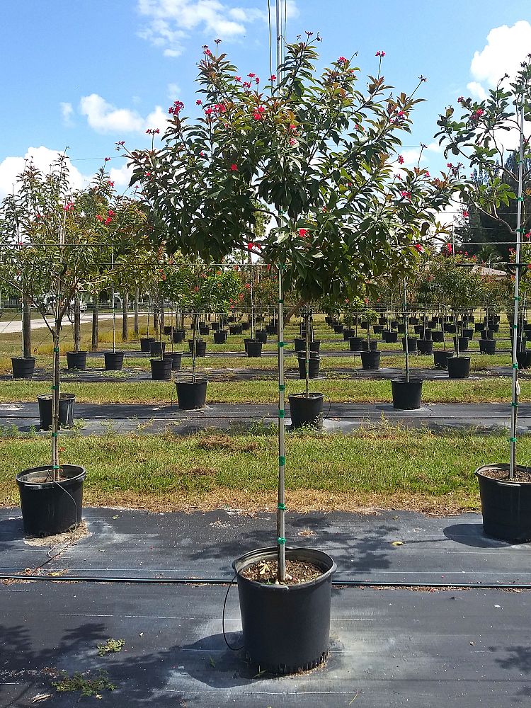 jatropha-integerrima-peregrina