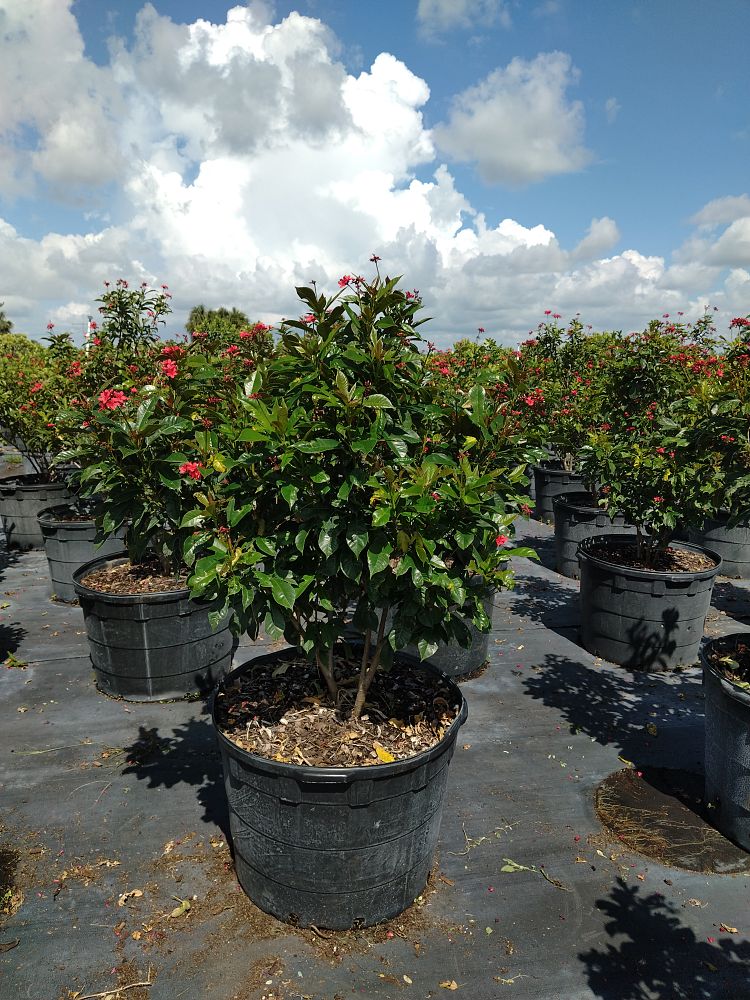 jatropha-integerrima-peregrina
