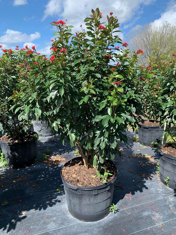 jatropha-integerrima-peregrina