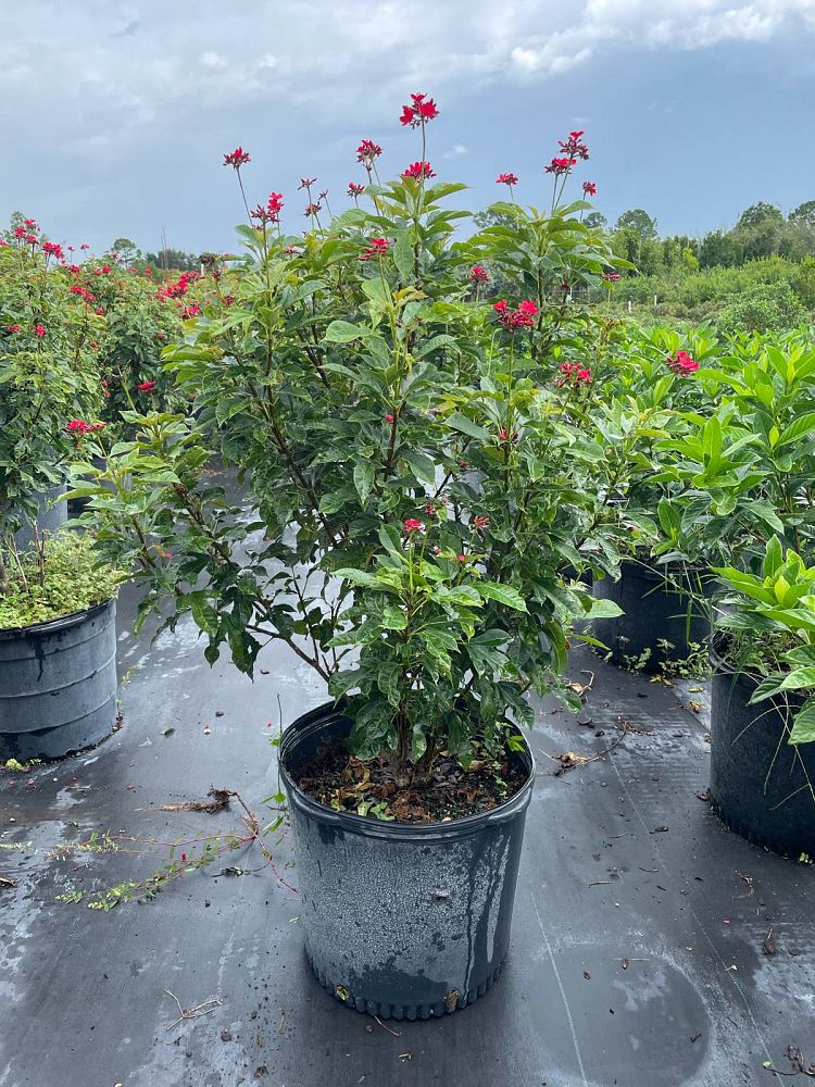 jatropha-integerrima-peregrina