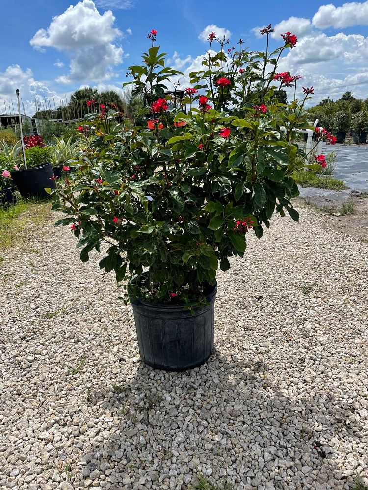 jatropha-integerrima-peregrina