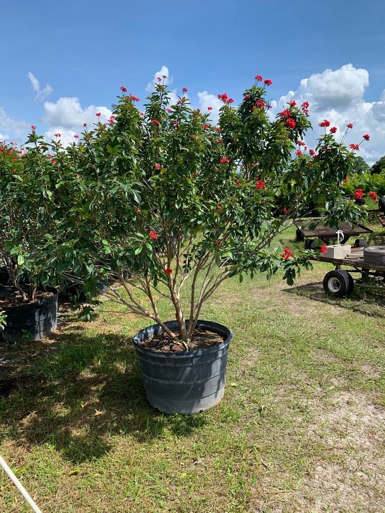 jatropha-integerrima-peregrina