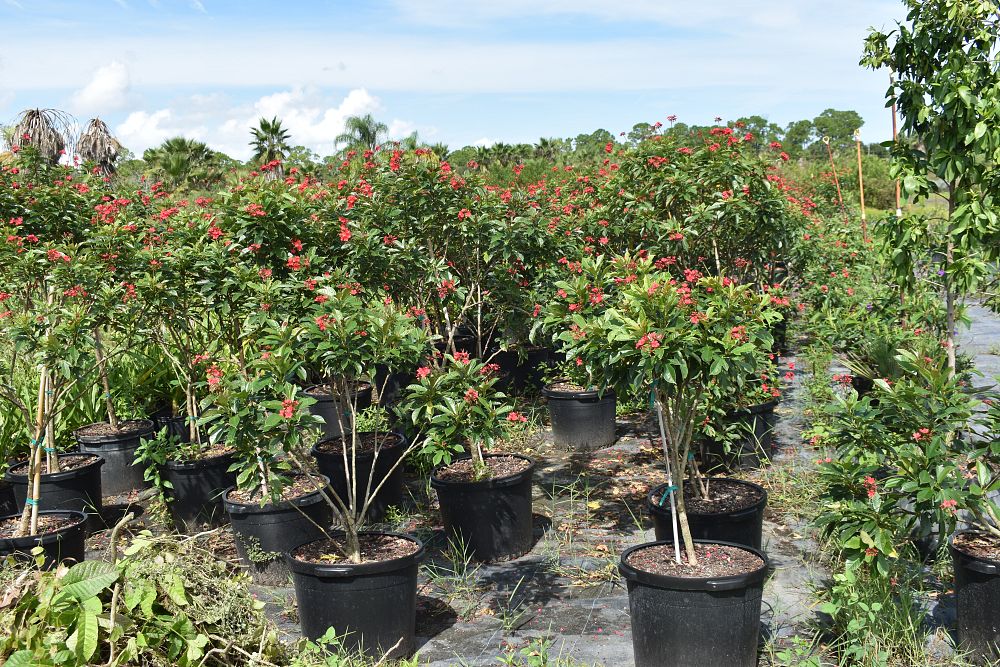 jatropha-integerrima-peregrina