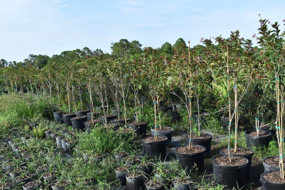 jatropha-integerrima-peregrina
