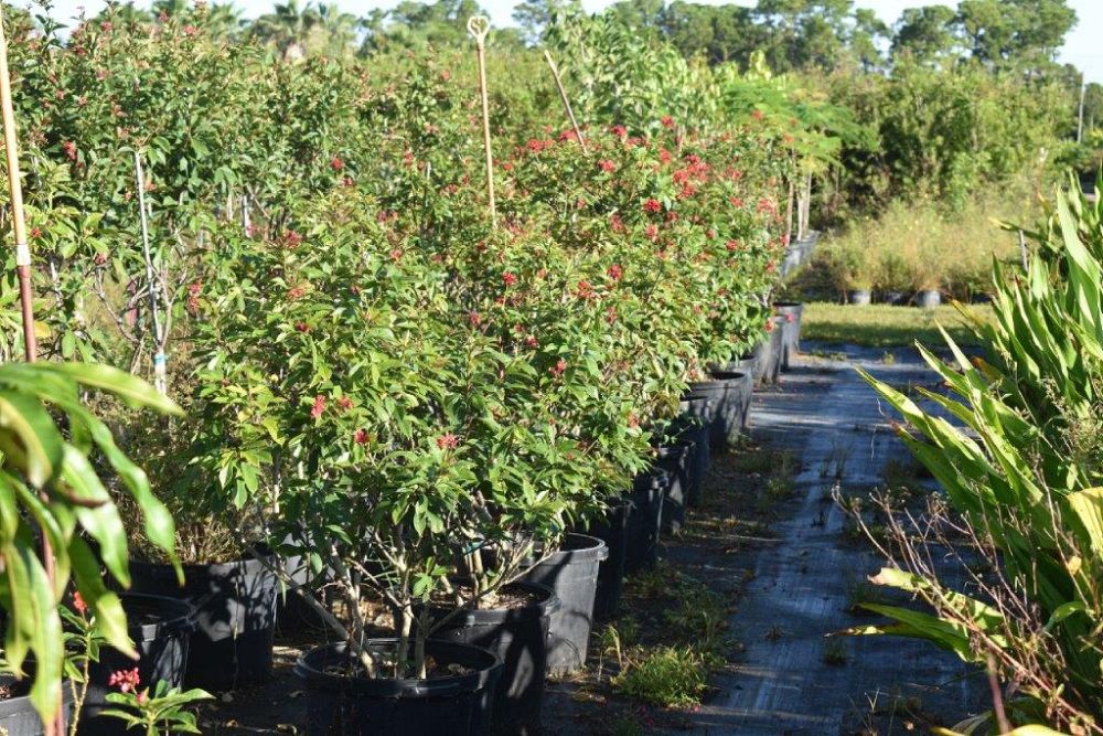 jatropha-integerrima-peregrina