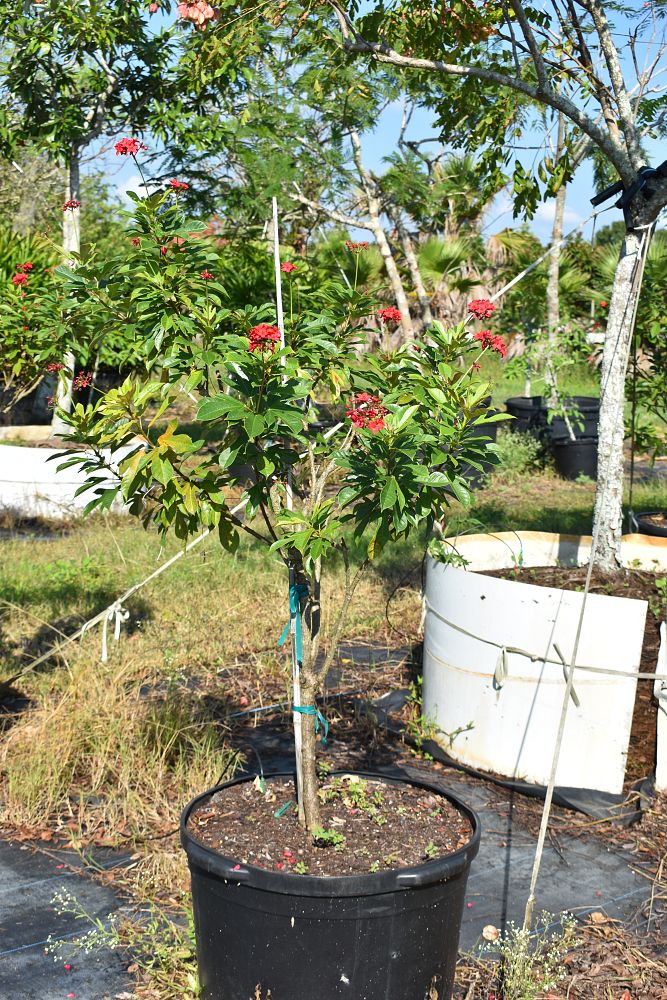 jatropha-integerrima-peregrina