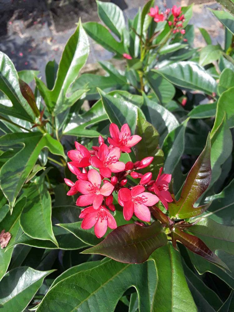 jatropha-integerrima-peregrina