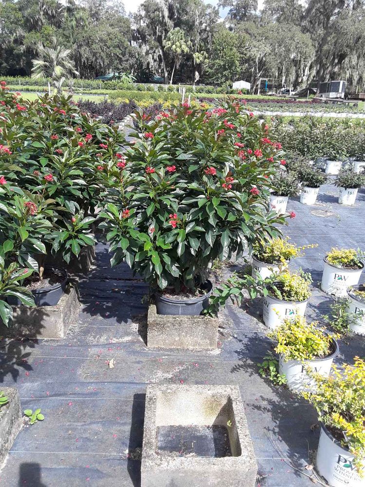 jatropha-integerrima-peregrina