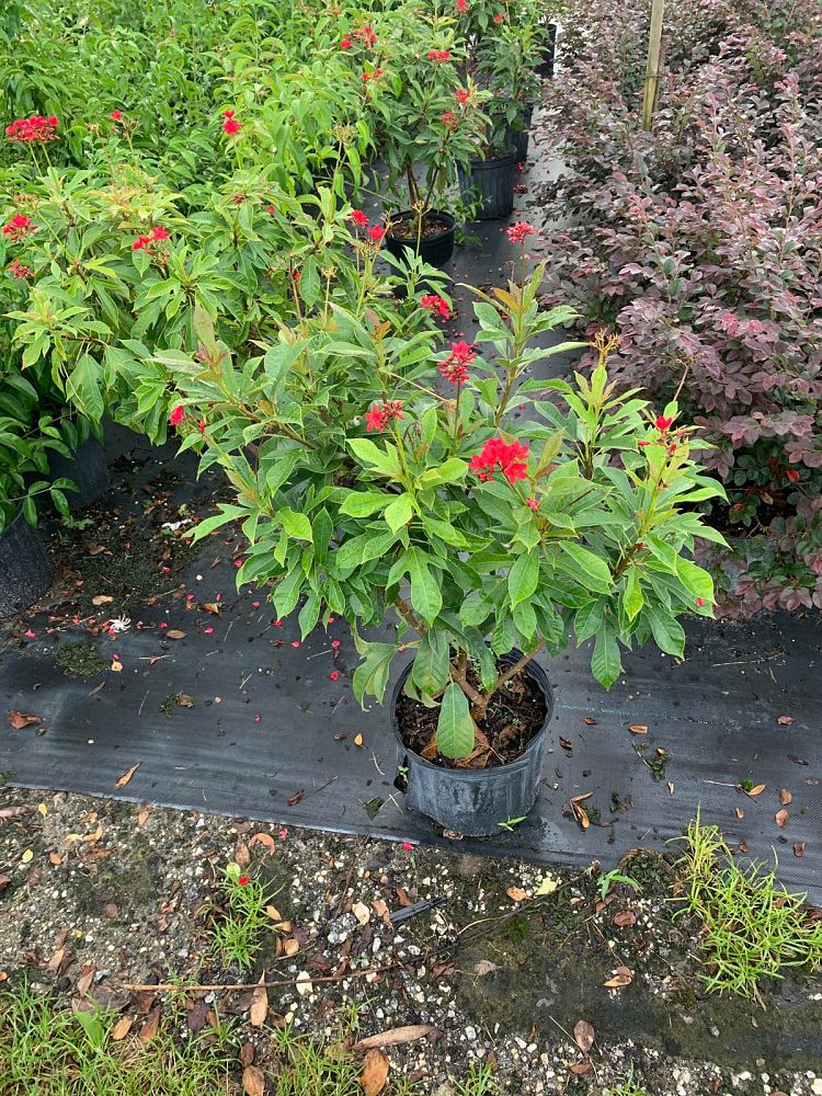 jatropha-integerrima-peregrina
