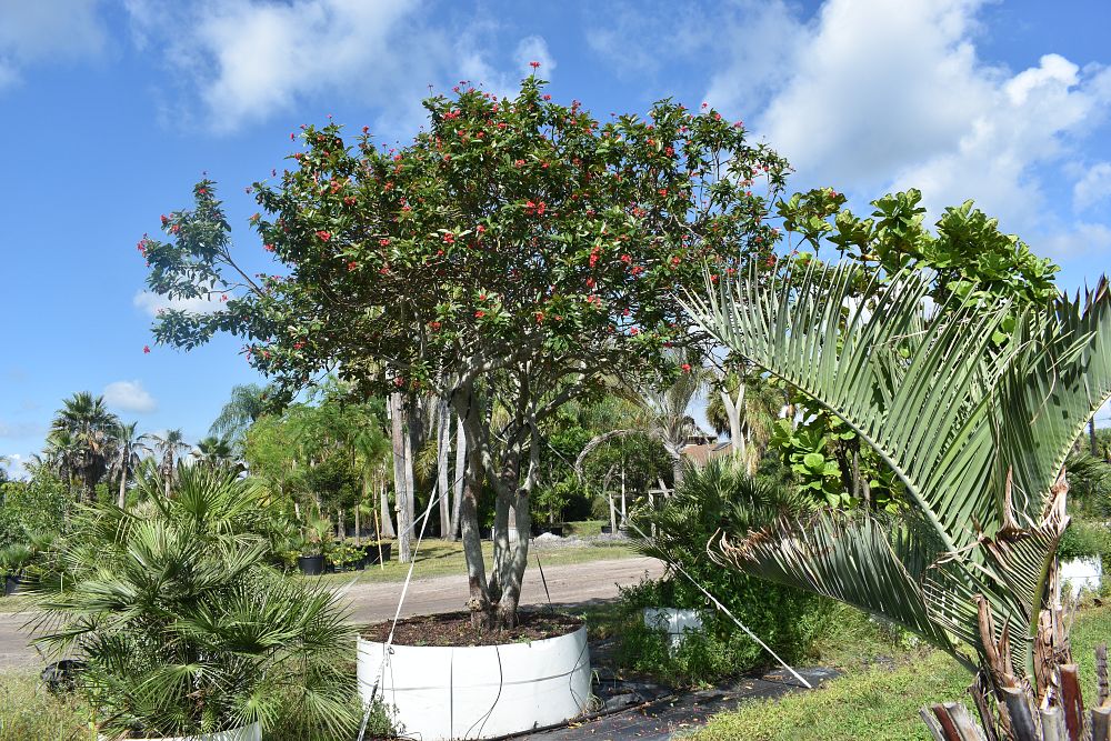 jatropha-integerrima-peregrina