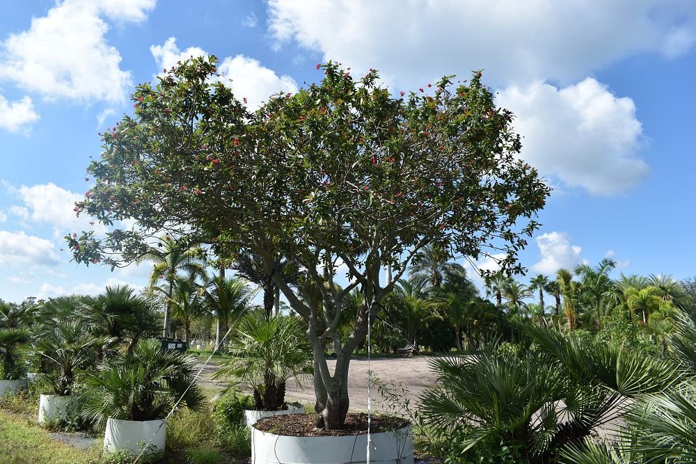 jatropha-integerrima-peregrina