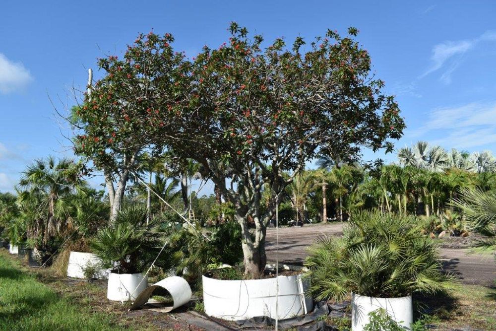 jatropha-integerrima-peregrina