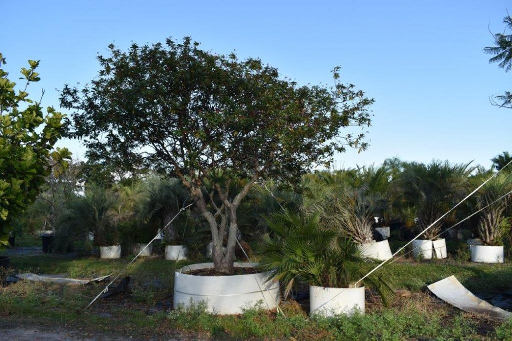 jatropha-integerrima-peregrina