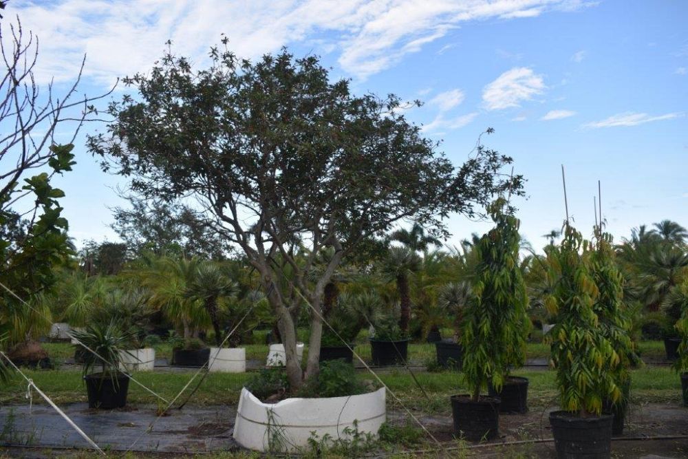 jatropha-integerrima-peregrina