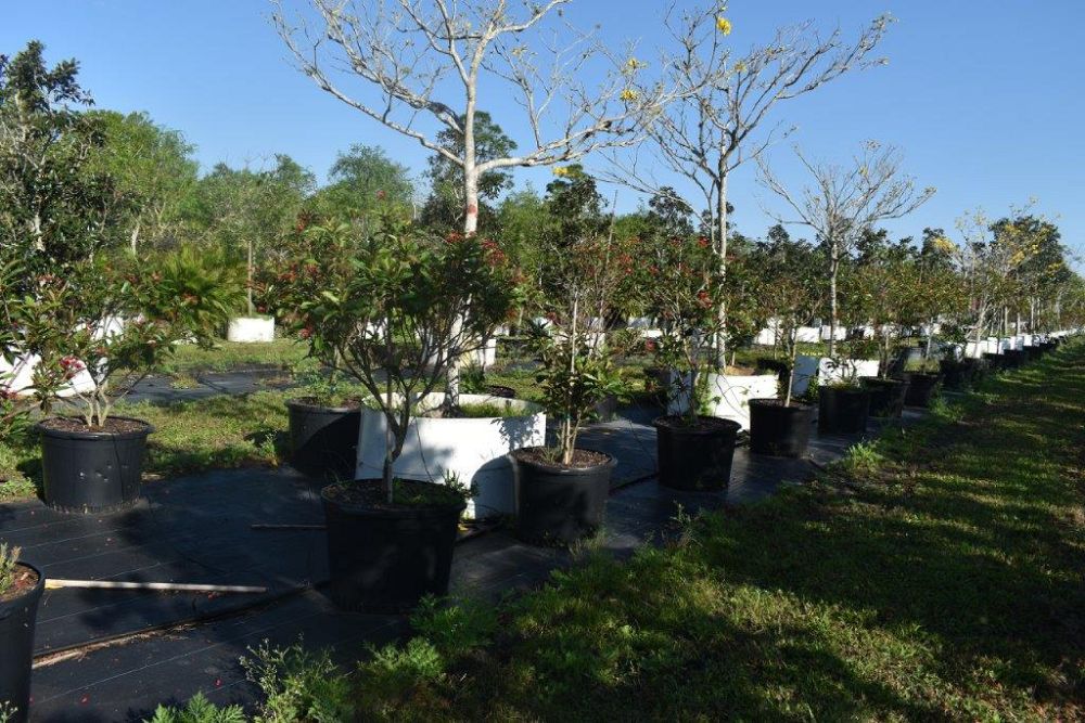 jatropha-integerrima-peregrina