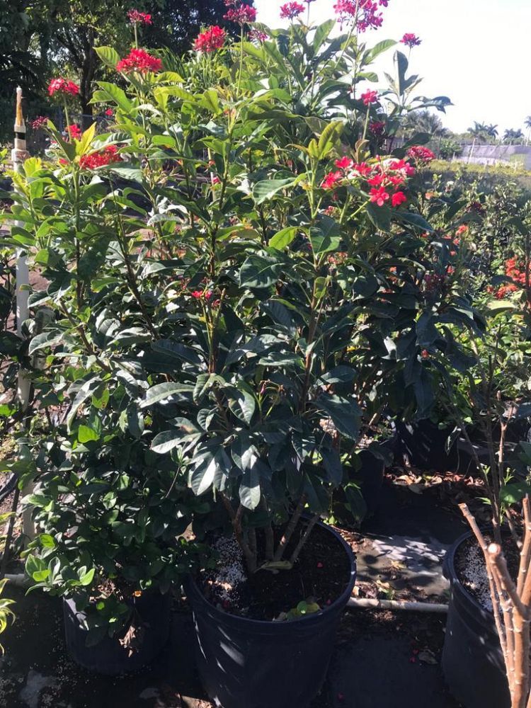 jatropha-integerrima-peregrina