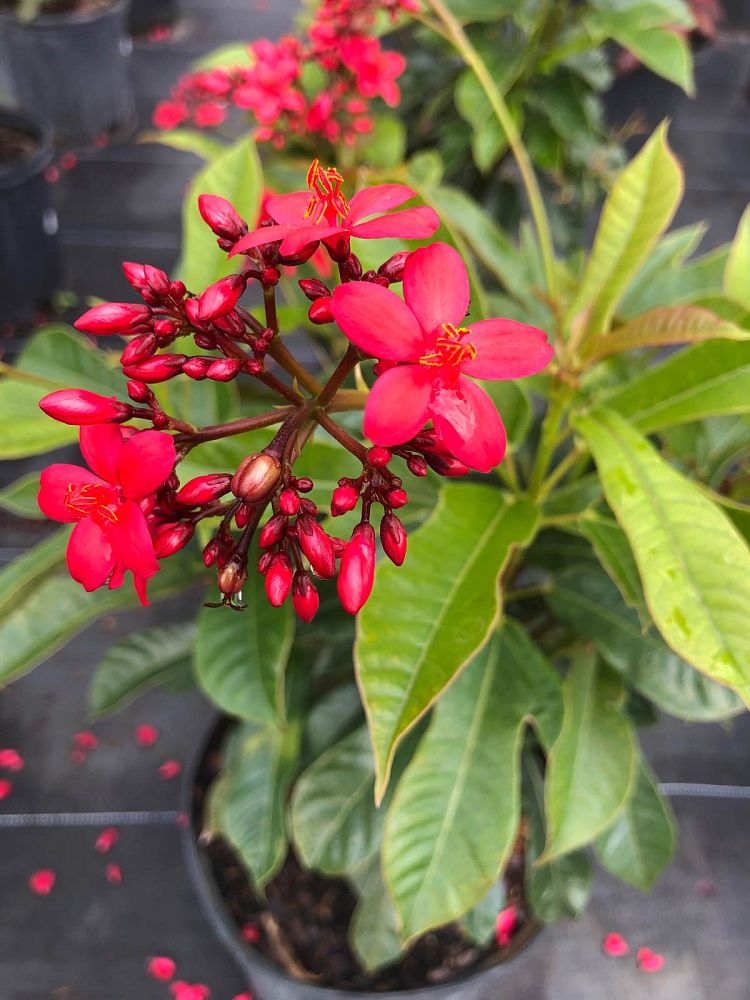 jatropha-integerrima-peregrina