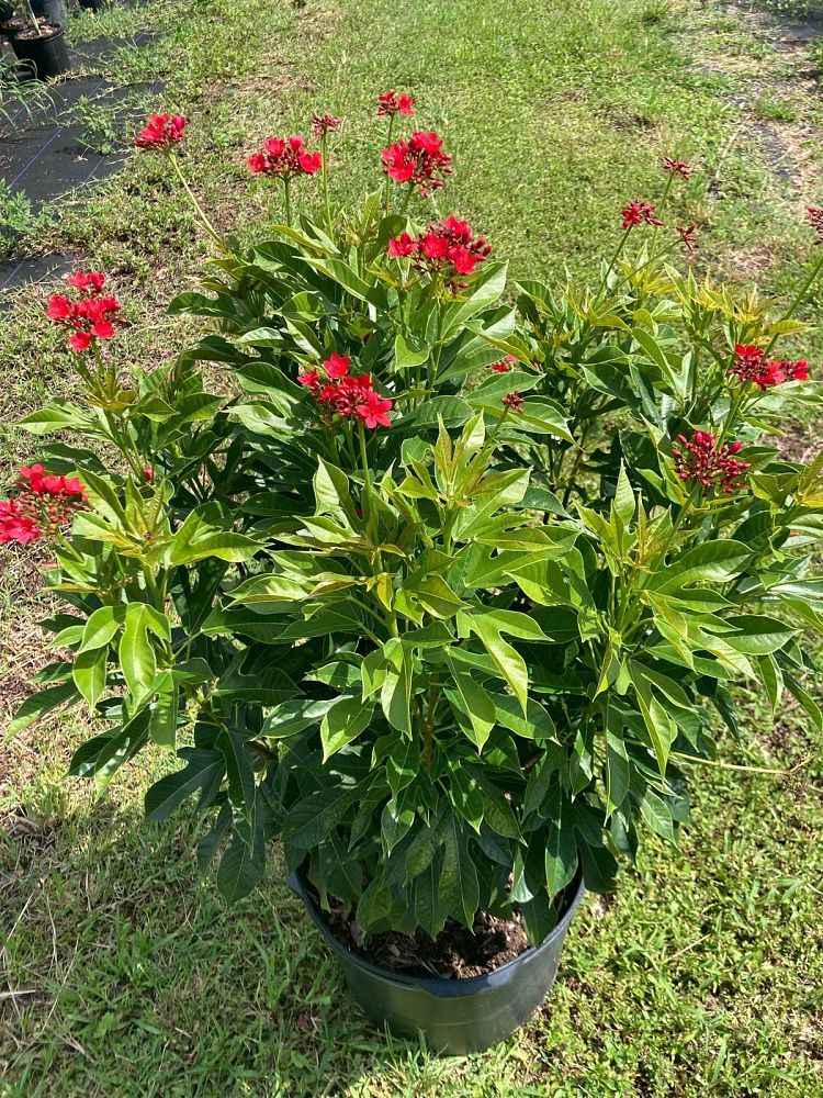 jatropha-integerrima-peregrina