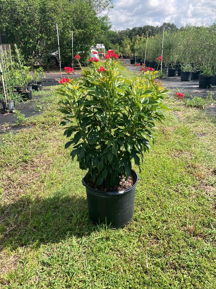 jatropha-integerrima-peregrina