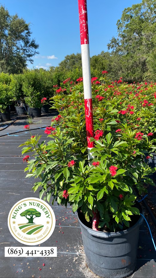 jatropha-integerrima-peregrina