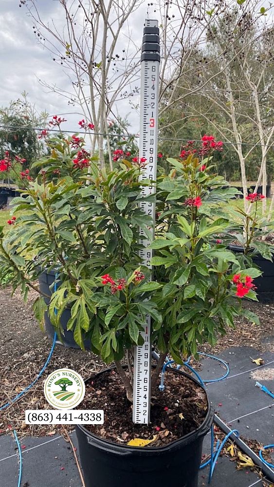 jatropha-integerrima-peregrina