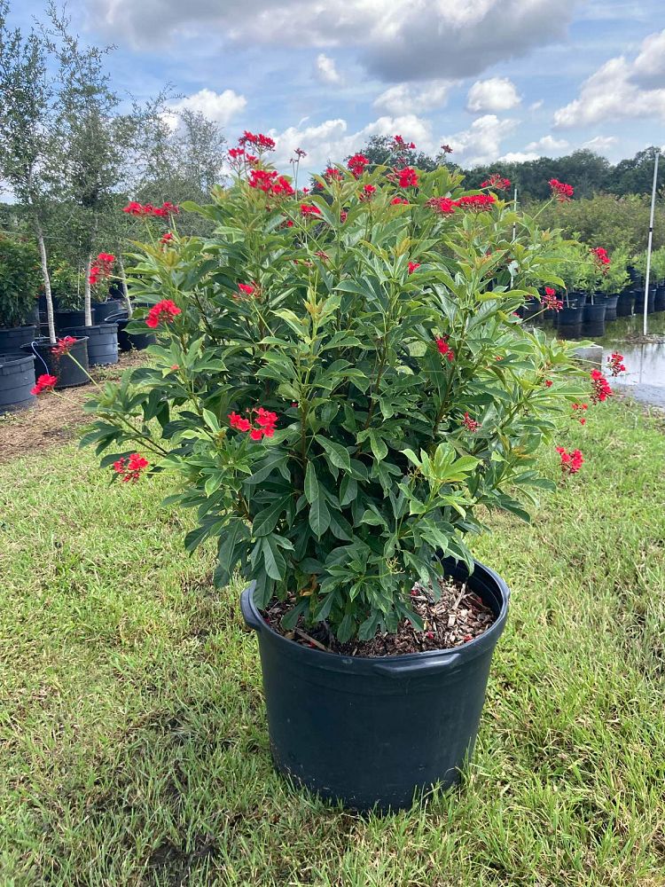jatropha-integerrima-peregrina