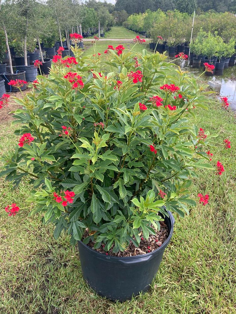 jatropha-integerrima-peregrina