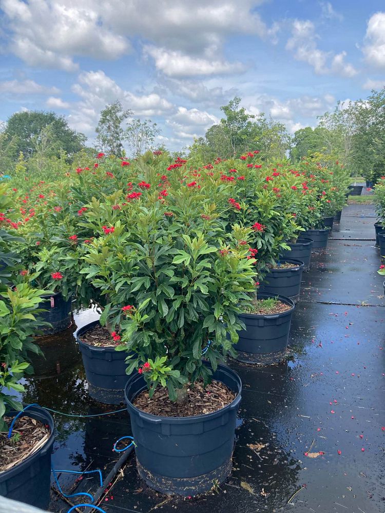 jatropha-integerrima-peregrina