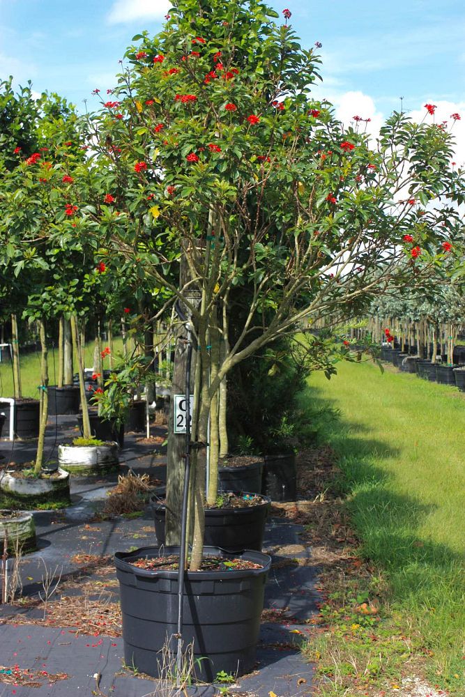 jatropha-integerrima-peregrina