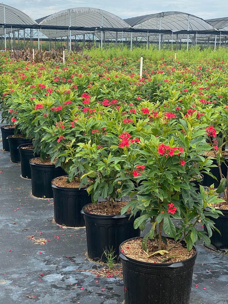 jatropha-integerrima-peregrina