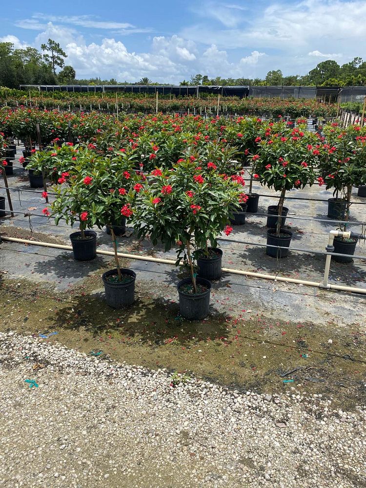 jatropha-integerrima-peregrina