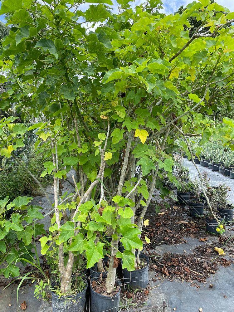 jatropha-integerrima-peregrina