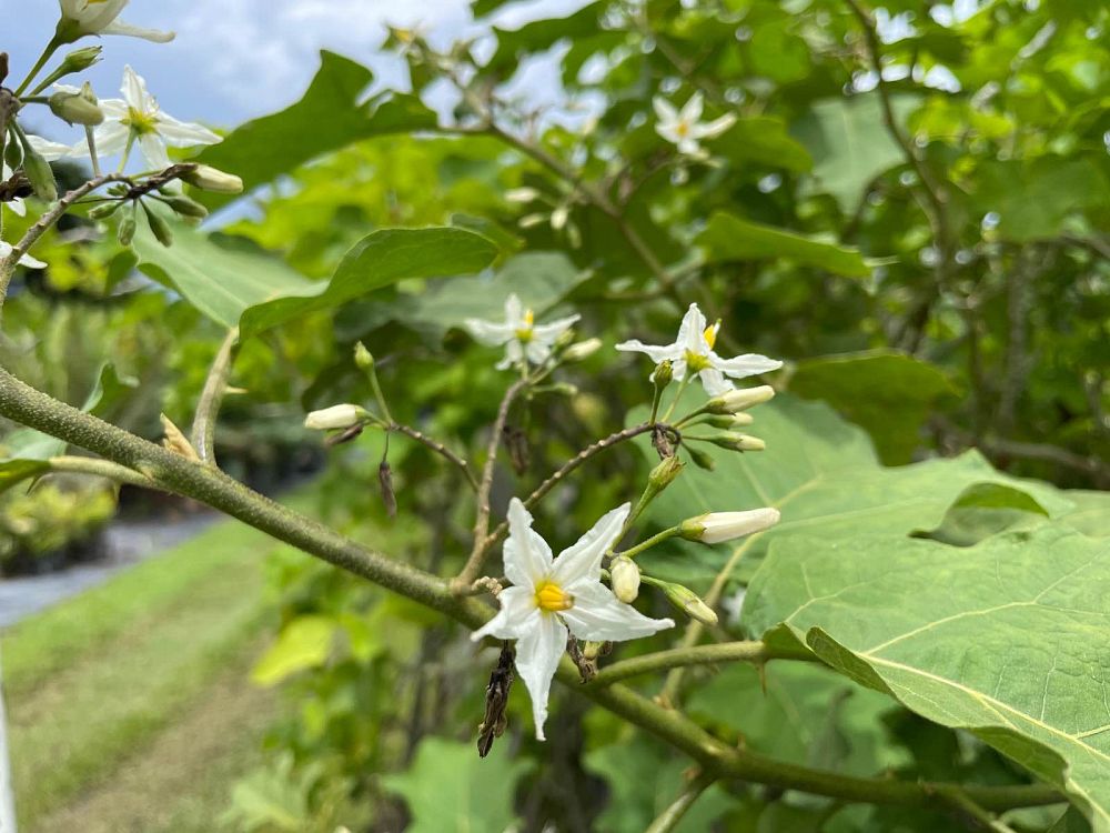 jatropha-integerrima-peregrina