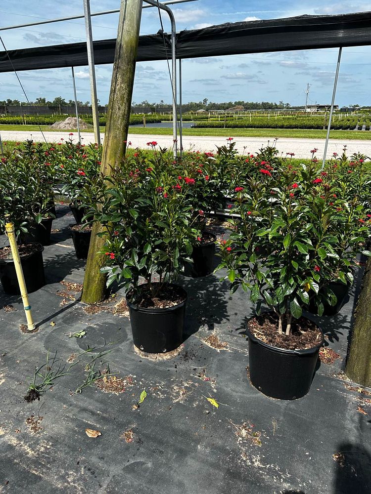 jatropha-integerrima-peregrina