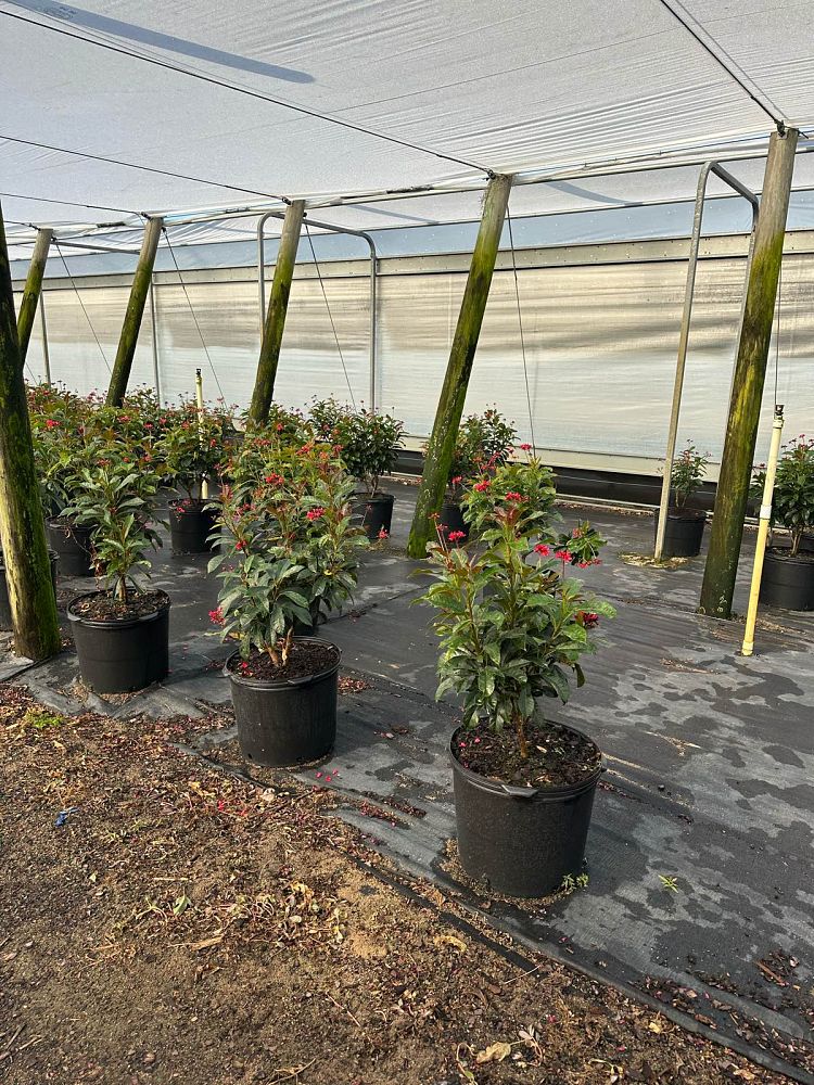 jatropha-integerrima-peregrina