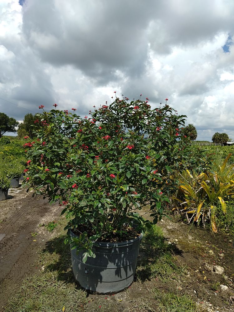 jatropha-integerrima-peregrina