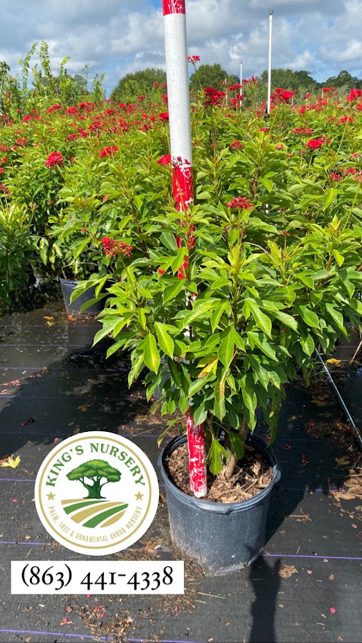 jatropha-integerrima-peregrina