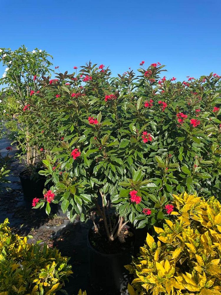 jatropha-integerrima-peregrina