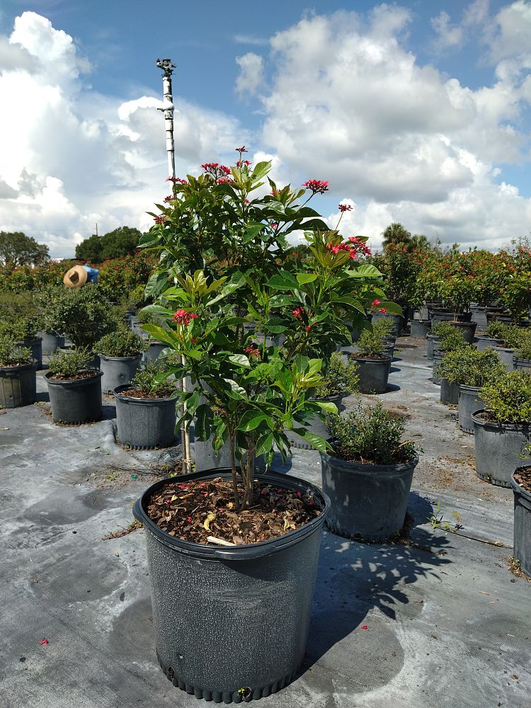 jatropha-integerrima-peregrina