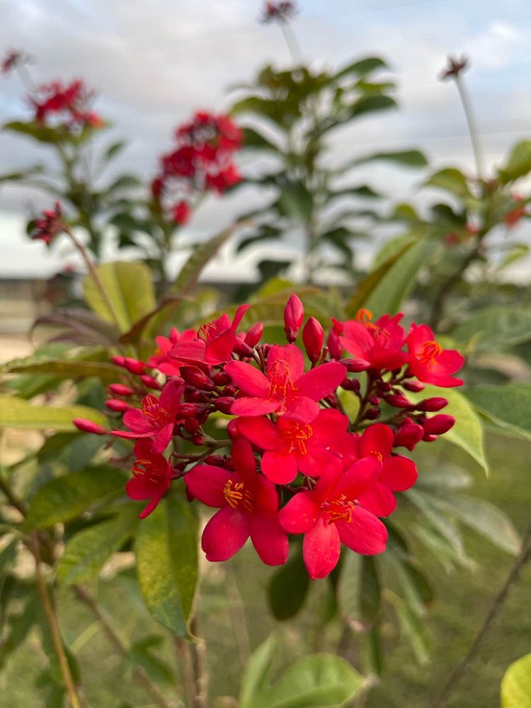 jatropha-integerrima-peregrina