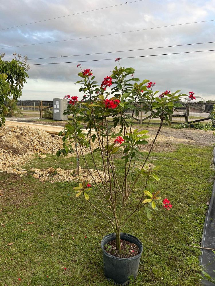 jatropha-integerrima-peregrina
