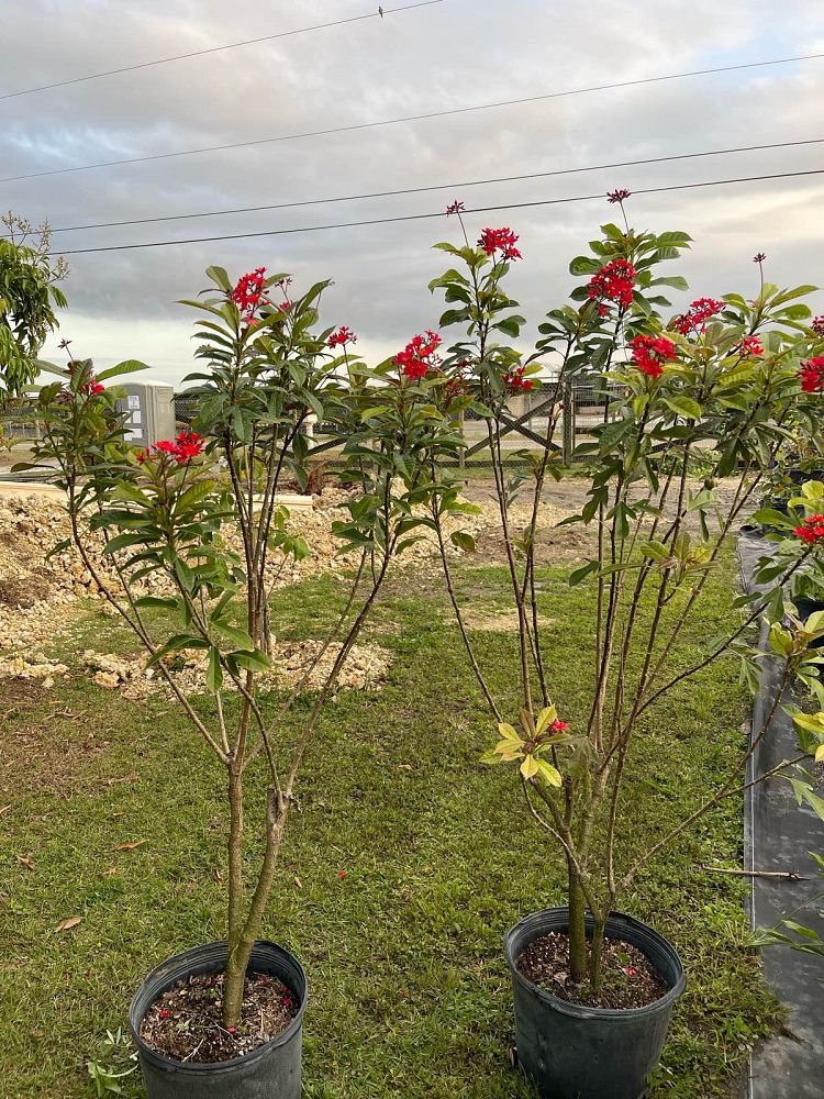 jatropha-integerrima-peregrina