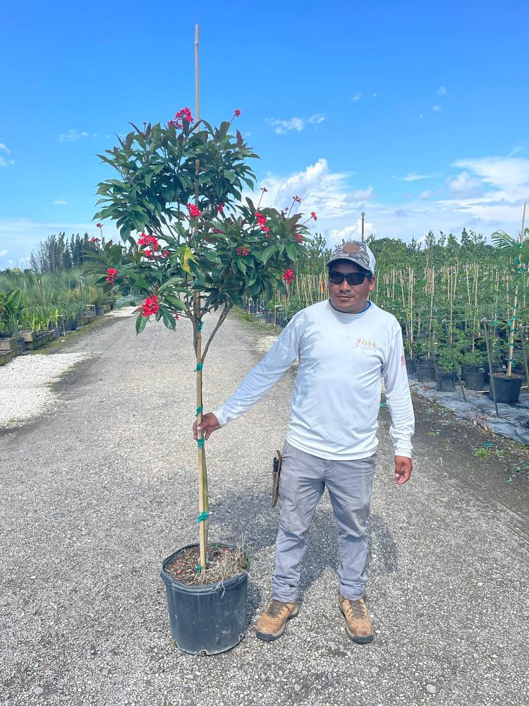 jatropha-integerrima-peregrina
