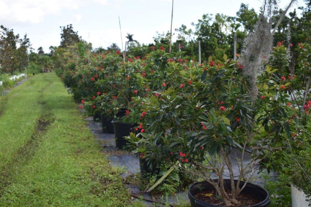 jatropha-integerrima-peregrina