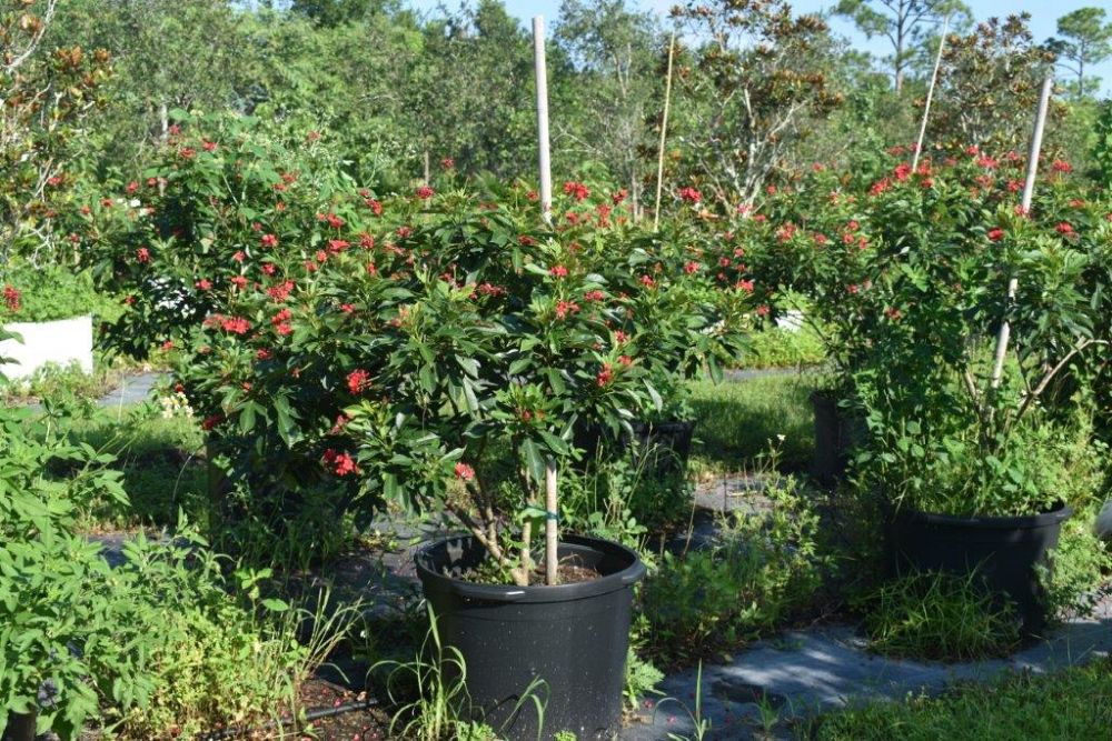 jatropha-integerrima-peregrina
