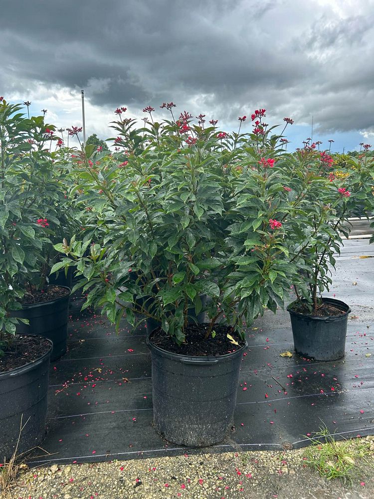 jatropha-integerrima-peregrina